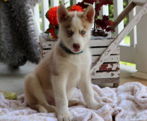 Scooter Husky2