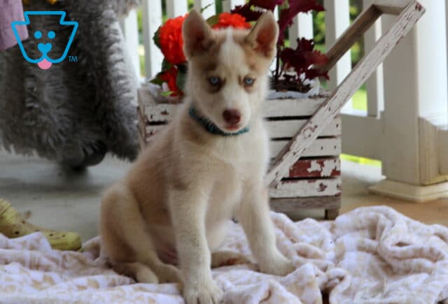 Scooter Husky2 image