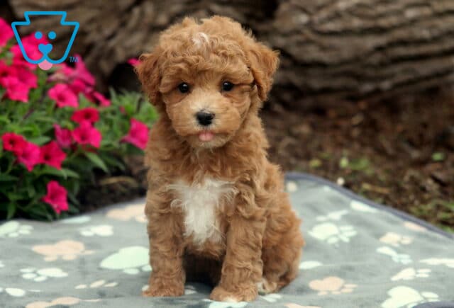 Scotty Bichpoo image