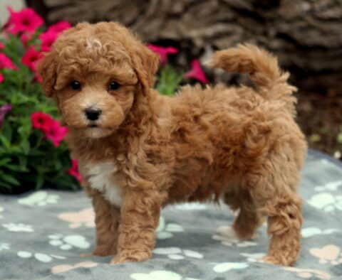 Scotty Bichpoo3