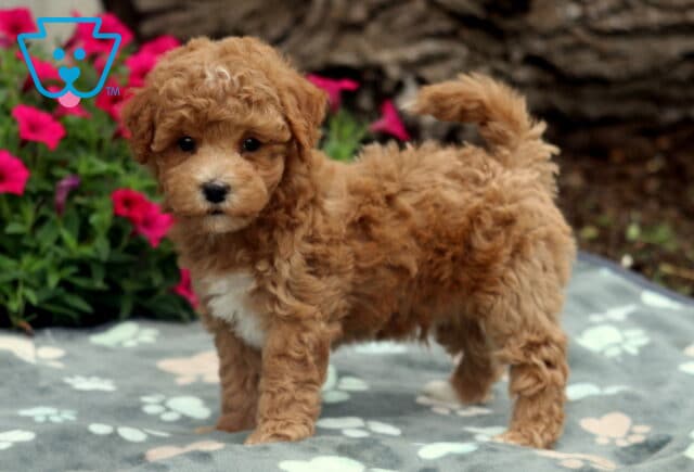 Scotty Bichpoo3 image
