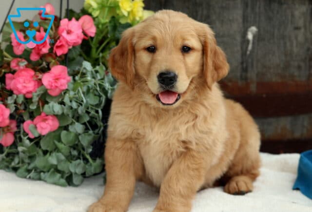 Happy Golden Retriever puppy sitting on a white blanket with its tongue out, surrounded by colorful pink and yellow flowers and lush greenery. image