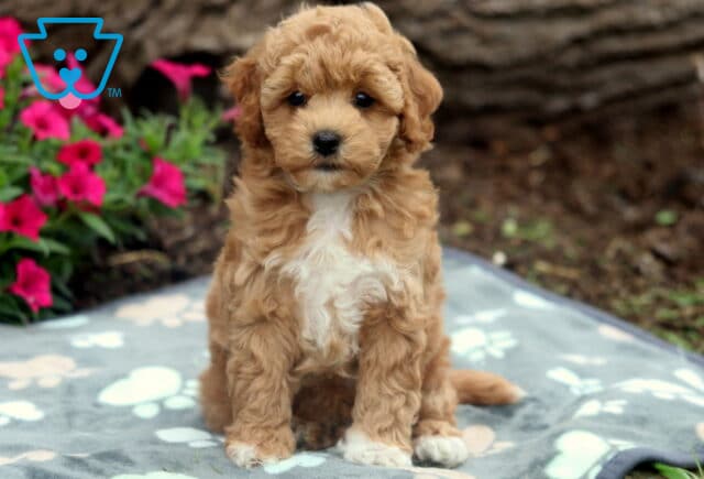 Sid Bichpoo image