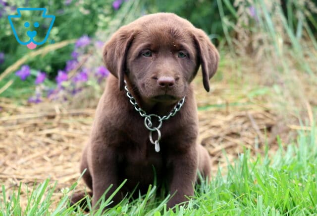 Chocolate Lab puppy sitting on the edge of green grass and straw, wearing a chain collar with a tag, with purple flowers softly blurred in the background. image