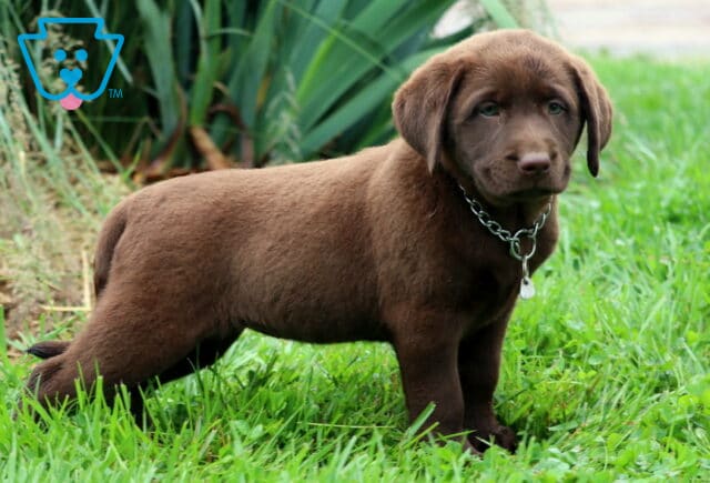 Chocolate Lab puppy standing on green grass, wearing a silver chain collar with a small tag, looking off to the side with a gentle expression. image