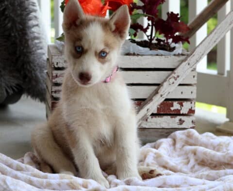 Sky Husky