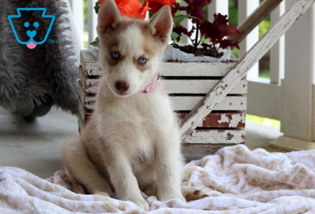 Sky Husky image