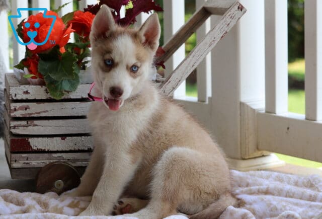 Sky Husky2 image