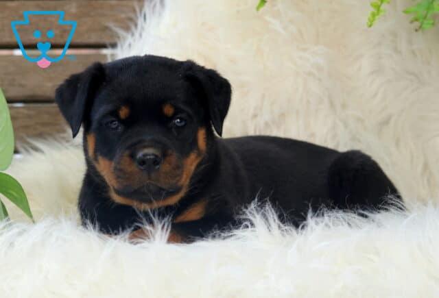 Adorable Rottweiler puppy lying on a fluffy white rug, looking calmly at the camera with soft black and tan markings. Green plants and a wooden backdrop complete the cozy setting. image