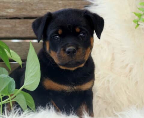 Sky Rottie2