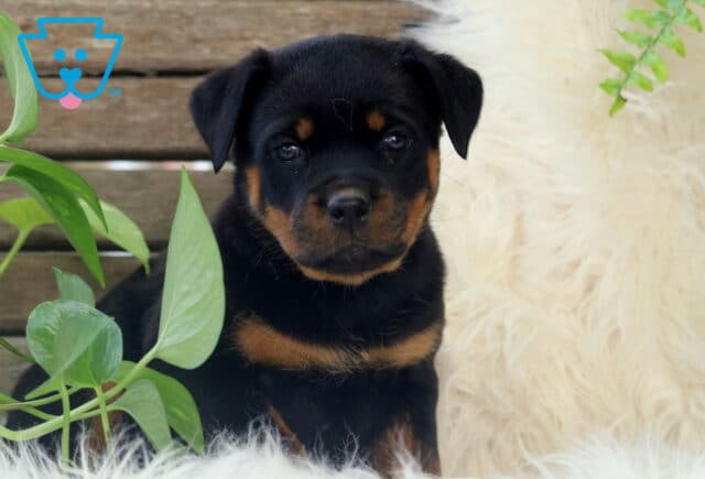 Sweet Rottweiler puppy sitting upright on a soft white rug, surrounded by green plants and a wooden backdrop. The puppy has a shiny black coat with rich tan markings and a gentle, curious expression. image