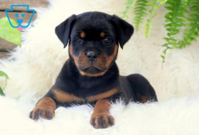 Confident Rottweiler puppy lying down on a fluffy white rug with front paws extended, framed by leafy green plants and a wooden backdrop. image