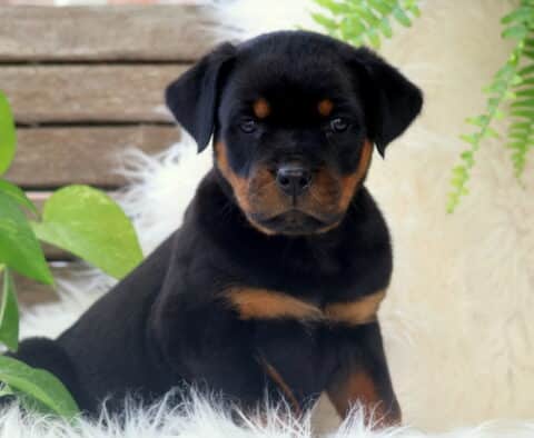 S'mores Rottie2
