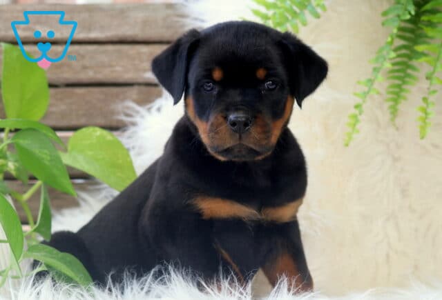 Adorable Rottweiler puppy sitting upright on a soft white rug, surrounded by leafy green plants and wooden boards with a cozy, natural vibe. image