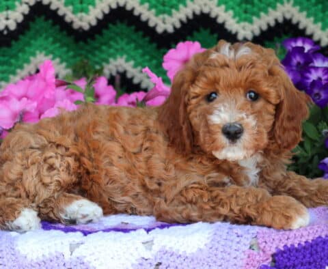 Snickers Mini Goldendoodle