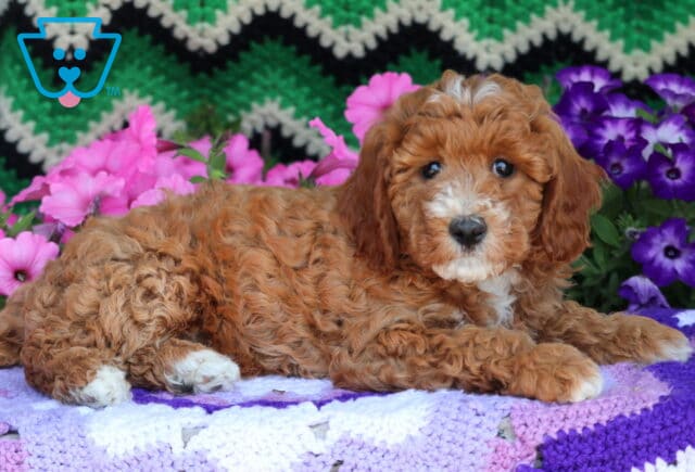 Reddish Mini Goldendoodle puppy with tight curls and white markings on the face, chest, and paws, lying calmly on a purple crocheted blanket surrounded by pink and purple flowers with a green and black zigzag backdrop. image