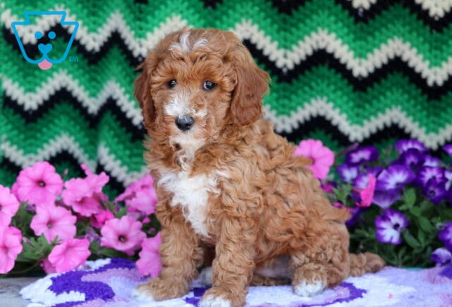 Reddish-apricot Mini Goldendoodle puppy with a curly coat and white markings on the chest, nose, and paws, sitting sweetly on a purple blanket with pink and purple flowers and a green zigzag background. image