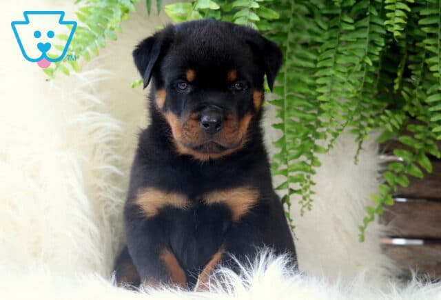 Adorable Rottweiler puppy sitting on a fluffy white blanket with lush green ferns in the background, looking directly at the camera with a serious expression. image