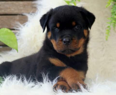 Snickers Rottie2