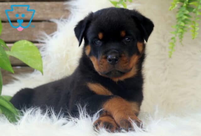 Charming Rottweiler puppy lying on a fluffy white rug with its front paws crossed, surrounded by green plants and a cozy background of wood and ferns. image