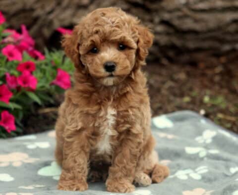 Sonny Bichpoo
