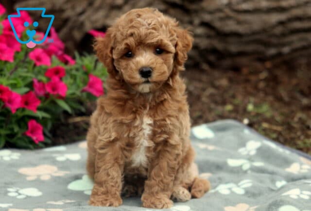 Sonny Bichpoo image