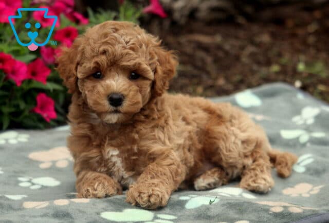 Sonny Bichpoo2 image