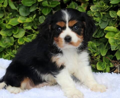 Sonny Cavalier