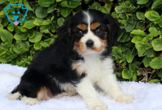Sonny Cavalier image