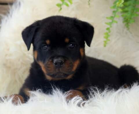 Sonny Rottie