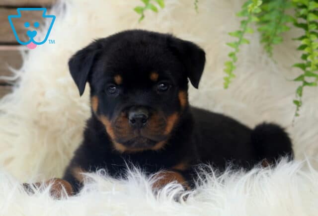 Cuddly Rottweiler puppy laying down on a fluffy white surface, looking sweetly at the camera with green ferns in the background. image