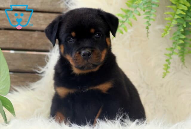 Cute Rottweiler puppy sitting on a fluffy white blanket, gazing sweetly at the camera with vibrant green leaves and wooden slats in the background. image