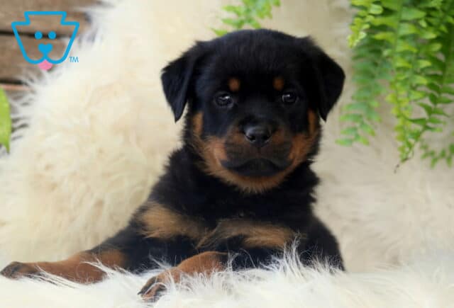 Relaxed Rottweiler puppy laying on a fluffy white rug with one paw outstretched, surrounded by soft greenery and a warm wooden backdrop. image