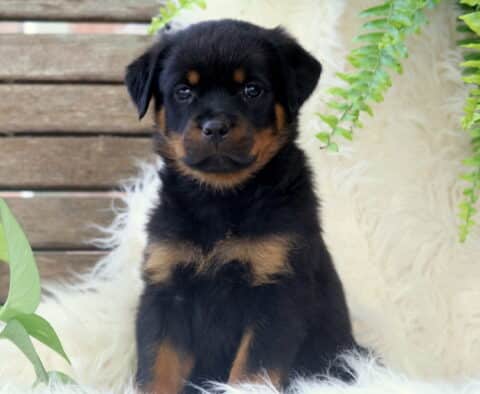 Sookie Rottie2