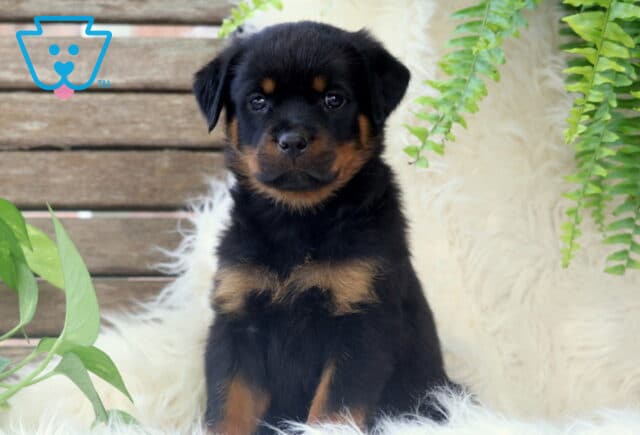 Bright-eyed Rottweiler puppy sitting on a fluffy white rug with a mix of green ferns and leafy plants against a wooden backdrop. image