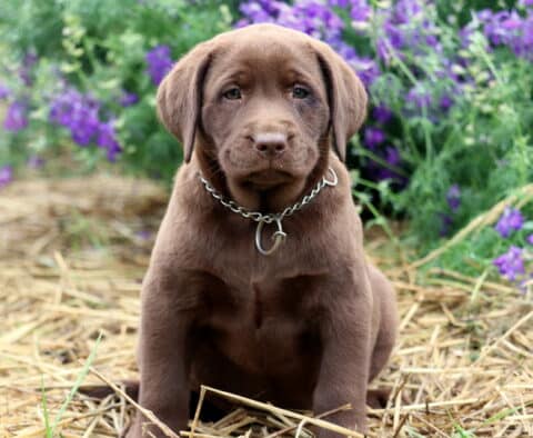 Sophie Lab