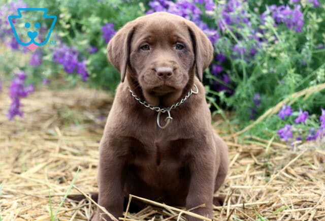Chocolate Lab puppy with a chain collar sitting on straw in front of a patch of vibrant purple flowers, looking calmly at the camera. image