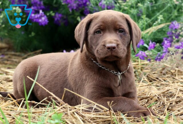 Chocolate Labrador Retriever puppy lying on a bed of straw with purple flowers in the background, wearing a silver chain collar and gazing softly at the camera. image