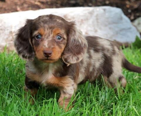 Sophie Mini Dachshund