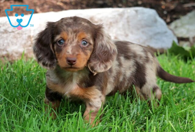 Longhaired Mini Dachshund puppy with a chocolate dapple coat and soulful eyes stands in green grass, facing forward with a curious and gentle expression. image