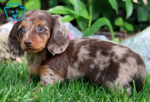 Mini Dachshund puppy with a longhaired chocolate dapple coat and expressive blue eyes stands in the grass, looking over its shoulder near some garden rocks and greenery. image