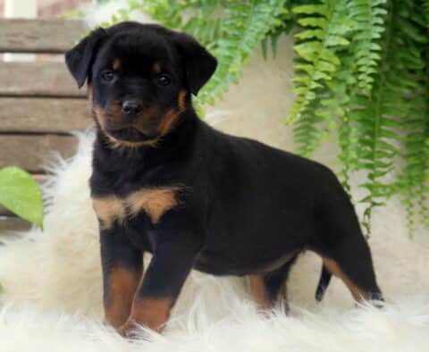 Sparkle Rottie