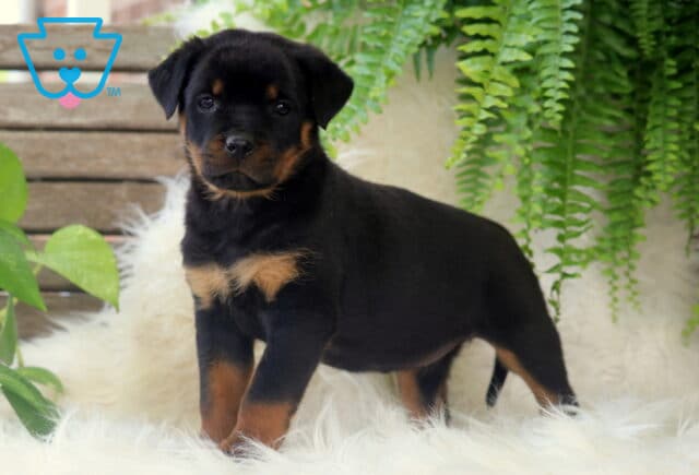 Playful Rottweiler puppy standing confidently on a fluffy white rug, surrounded by green ferns and leafy plants with a rustic wood background. image