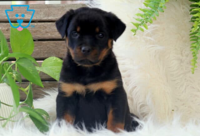 Rottweiler puppy sitting sweetly on a fluffy white rug, framed by green houseplants and ferns with a rustic wooden backdrop. image