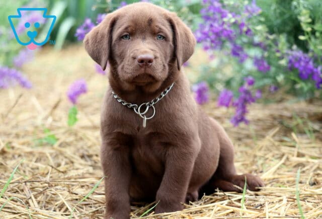 Chocolate Lab puppy sitting on straw in front of blooming purple flowers, wearing a chain collar and image