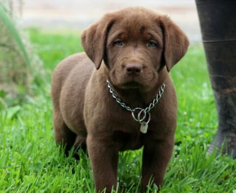 Sparky Lab2