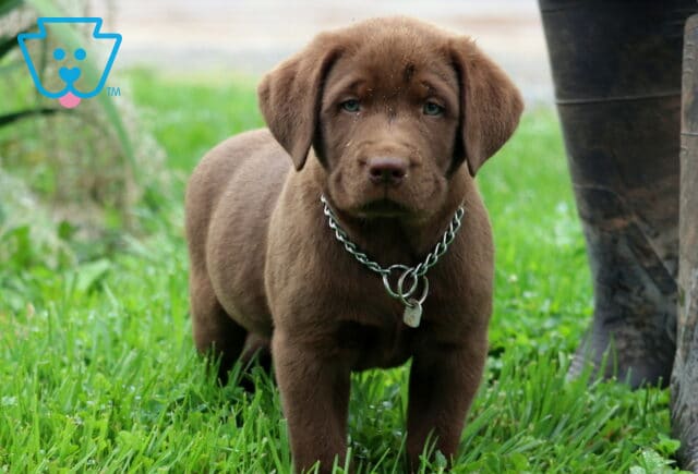 Chocolate Labrador Retriever puppy standing alert in green grass, wearing a chain collar, with a person in boots partially visible beside it. image