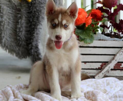 Speedy Husky