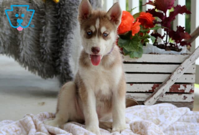 Speedy Husky image
