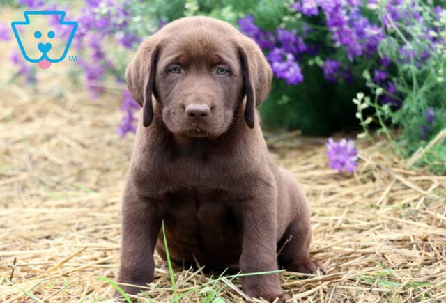 Chocolate Lab puppy sitting on straw with a backdrop of vibrant purple flowers, gazing calmly at the camera. image
